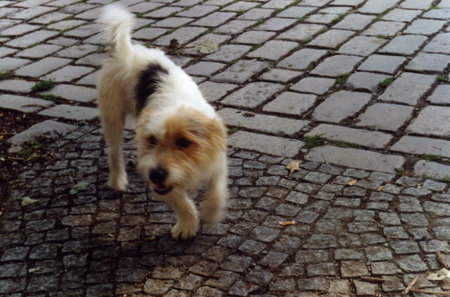 Boule Turnier, 2.9.060218